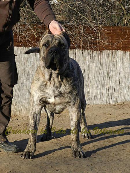 Dogo Canario. Jack De La Isla De Los Volcanes.