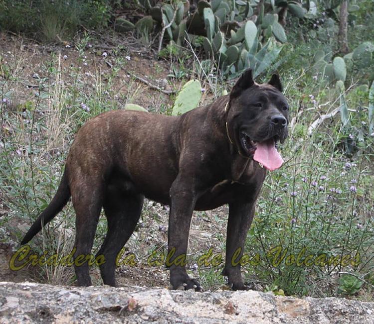Presa Canario o Dogo Canario Dogo Canario. Pantera De La Isla De Los Volcanes. Presa Canario o Dogo Canario Dogo Canario. Pantera De La Isla De Los Volcanes.