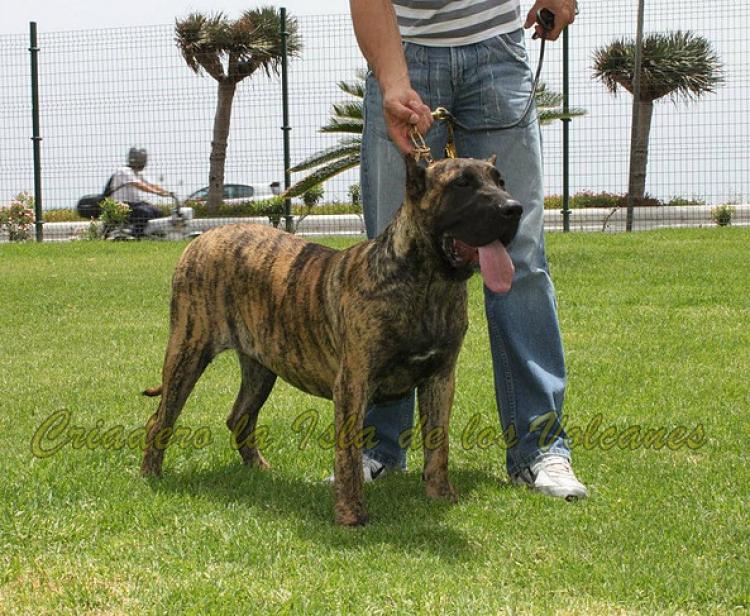 Dogo Canario. Wendy De La Isla De Los Volcanes.