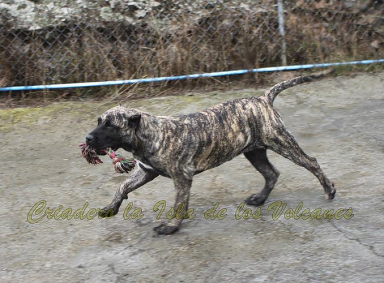 Dogo Canario. Kaifa De La Isla De Los Volcanes. Dogo Canario. Kaifa De La Isla De Los Volcanes.