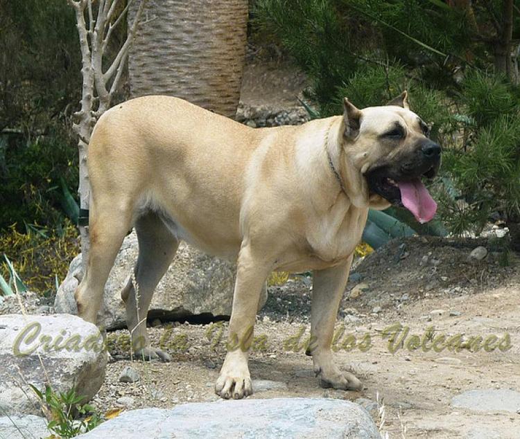Dogo Canario. Khiara De La Isla De Los Volcanes.