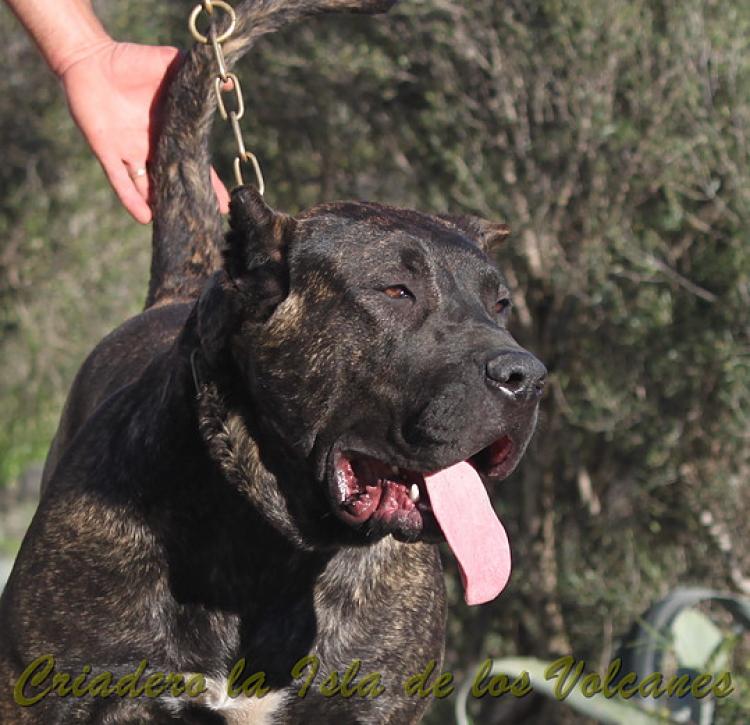 Dogo Canario. FANNY DE LA ISLA DE LOS VOLCANES con 8 meses.