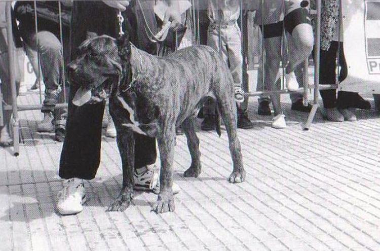 Dogo Canario. Brosco.
