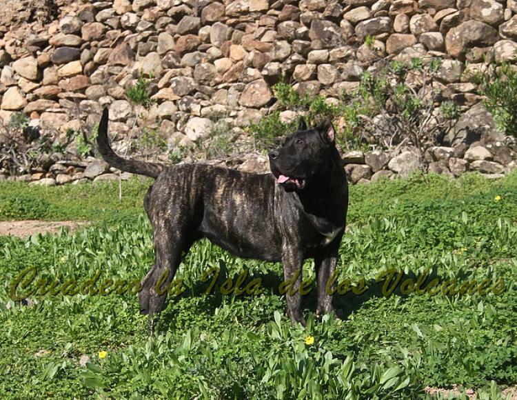 Dogo Canario. Yuma De La Isla De Los Volcanes con 12 meses.