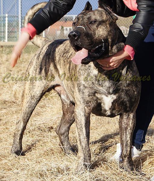 Dogo Canario. Larry De La Isla De Los Volcanes.