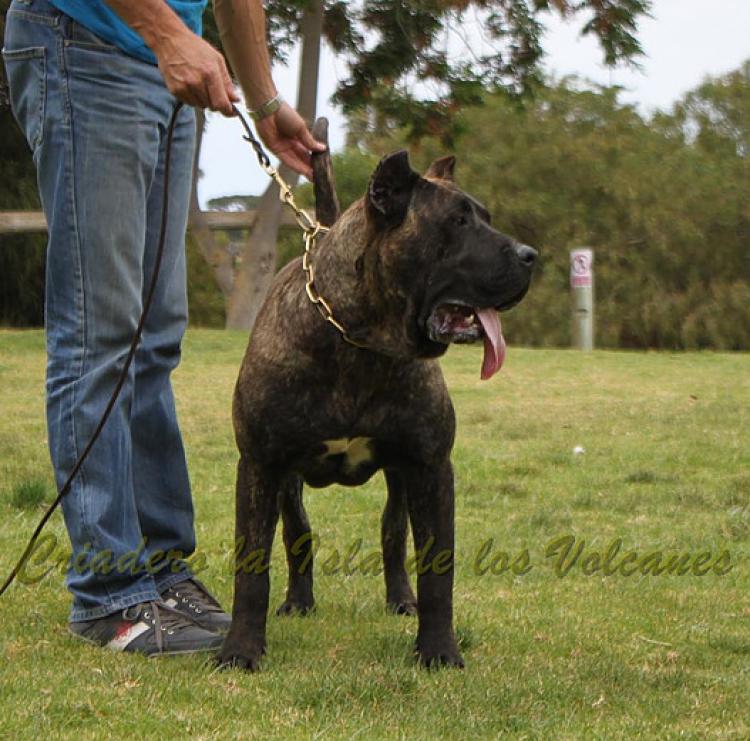 Dogo Canario. FANNY DE LA ISLA DE LOS VOLCANES de joven.
