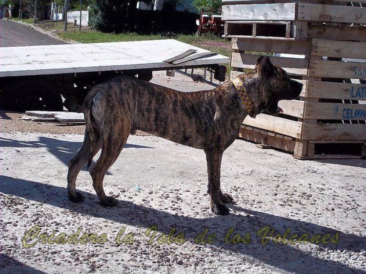 Dogo Canario. Narco De La Isla De Los Volcanes.