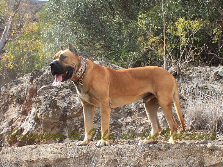 Dogo Canario. Tajan De La Isla De Los Volcanes.