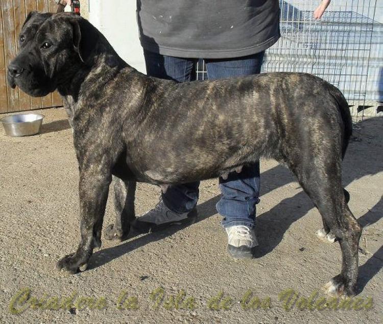 Dogo Canario. Leska De La Isla De Los Volvanes.