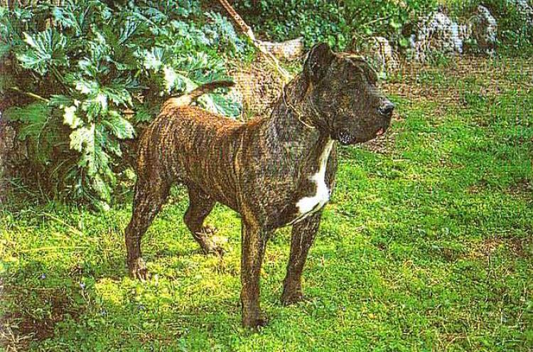 Dogo Canario. Berodes.