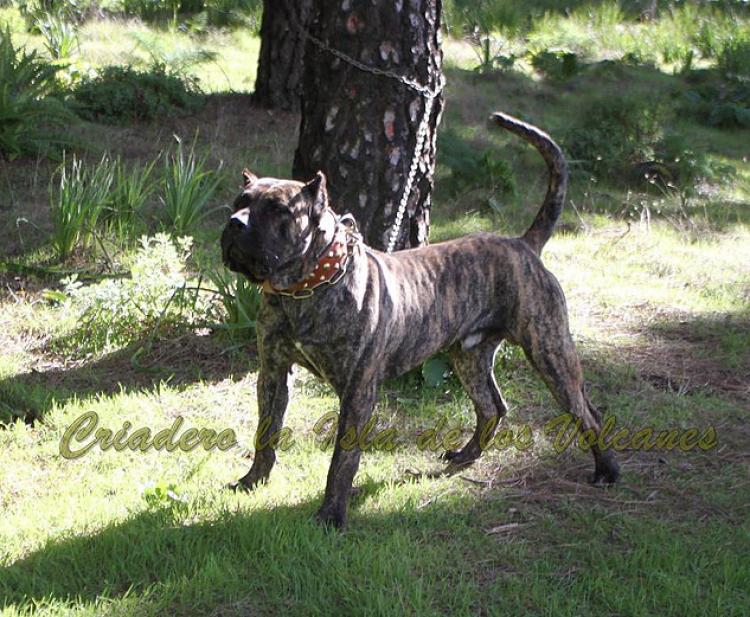 Dogo Canario. Faraon De La Isla De Los Volcanes.
