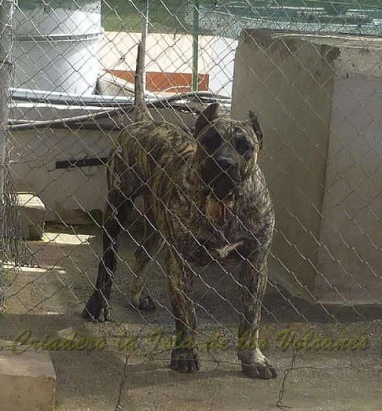 Dogo Canario. Jairo De La Isla De Los Volcanes.