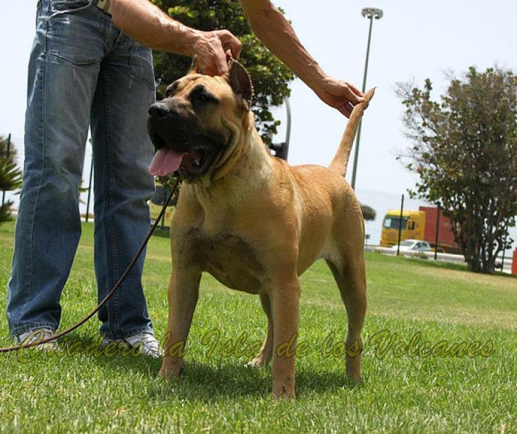 Dogo Canario. Sofia De La Isla De Los Volcanes.