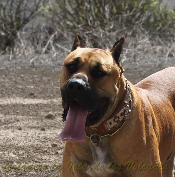 Dogo Canario. Tajan De La Isla De Los Volcanes.