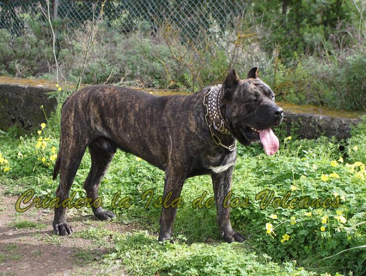Dogo Canario. FRANCO DE LA ISLA DE LOS VOLCANES con 19 meses.