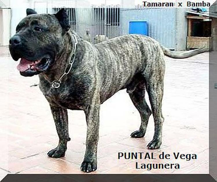 Dogo Canario. Fotos Historicas. Puntal.