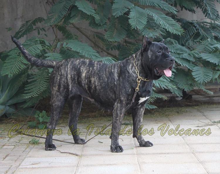 Dogo Canario. Yuma De La Isla De Los Volcanes.