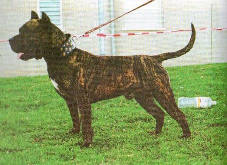 Dogo Canario. Barón II.