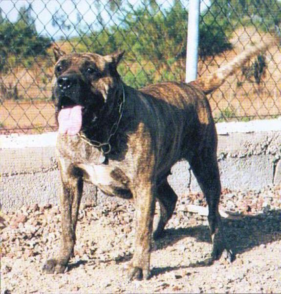 Dogo Canario. Uga.