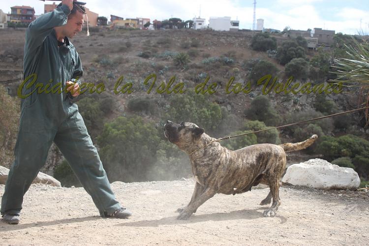 Dogo Canario. Faina De La Isla De Los Volcanes. Prueba de Caracter.