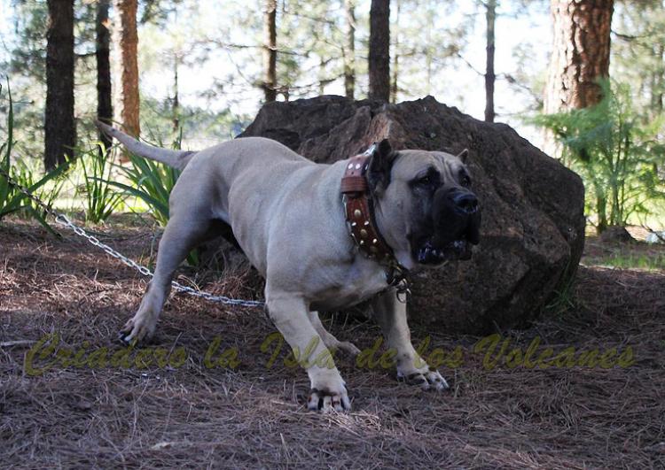 Dogo Canario. Vicky De La Isla De Los Volcanes en 2015.