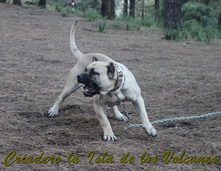 Dogo Canario. Vicky De La Isla De Los Volcanes con 15 meses.