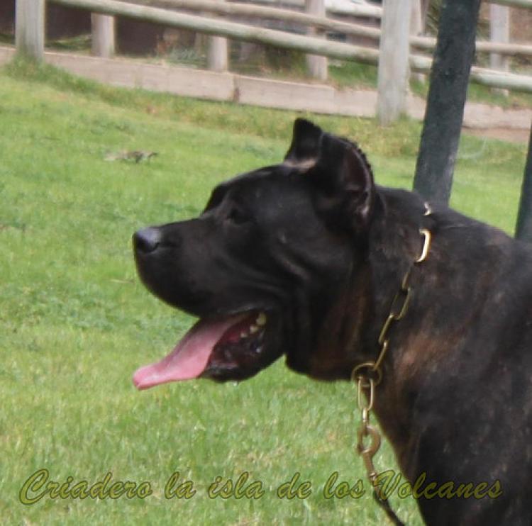 Dogo Canario. Pantera De La Isla De Los Volcanes.
