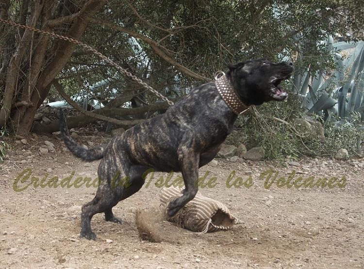 Dogo Canario. Yuma De La Isla De Los Volcanes. Prueba de Trabajo.