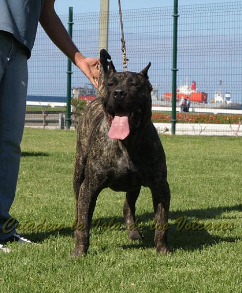 Dogo Canario. Volcan De La Isla De Los Volcanes.