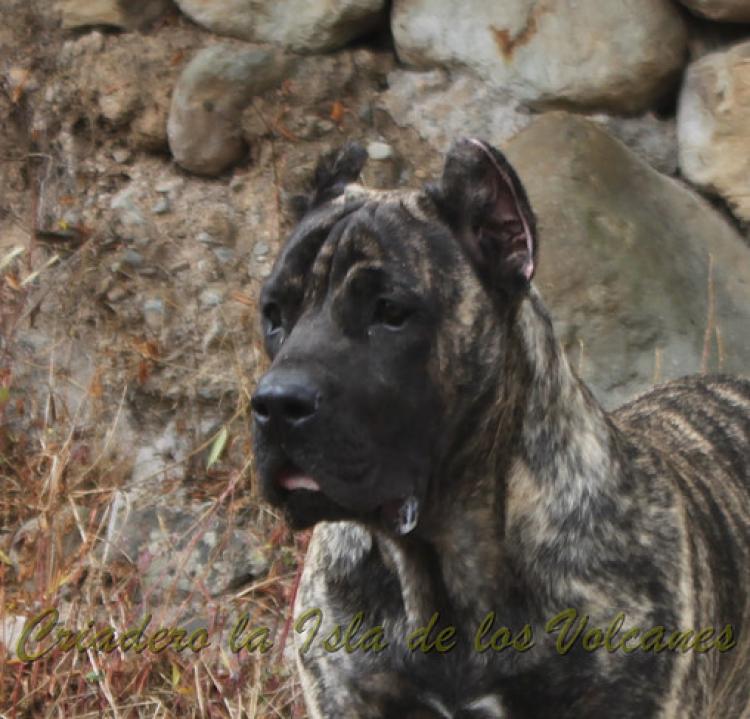 Dogo Canario. Havana De La Isla De Los Volcanes.