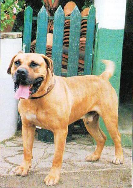 Dogo Canario. Fotos Historicas. Sultán.