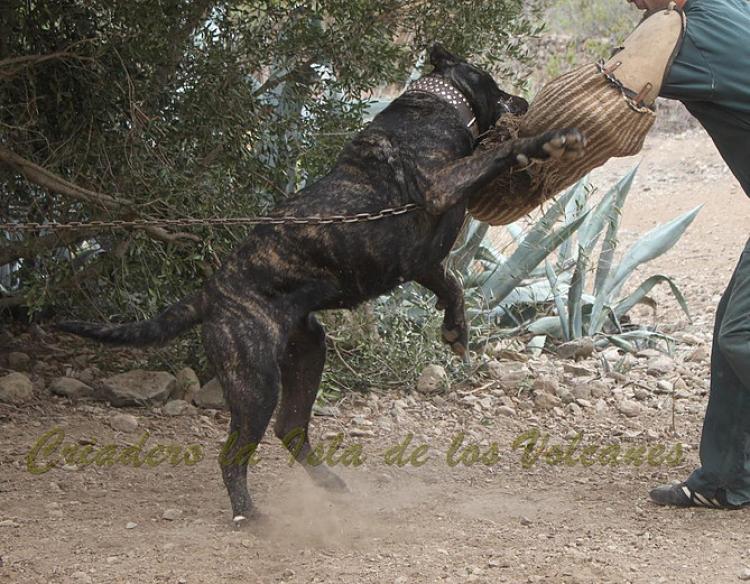 Dogo Canario. Yuma De La Isla De Los Volcanes. Prueba de Trabajo.