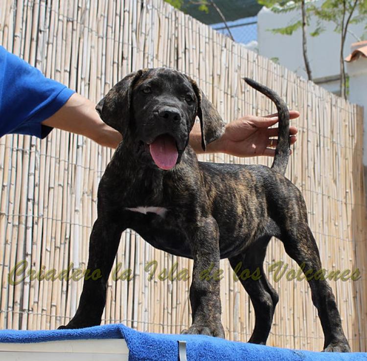 Dogo Canario. FRANCO DE LA ISLA DE LOS VOLCANES de cachorro.