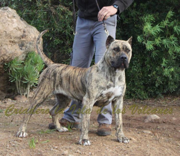 Dogo Canario. Estela De La Isla De Los Volcanes. Dogo Canario. Estela De La Isla De Los Volcanes.