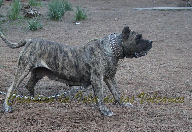 Dogo Canario. Faina De La Isla De Los Volcanes en 2012.
