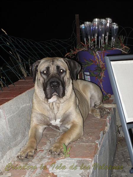 Dogo Canario. Ambar De La Isla De Los Volcanes.