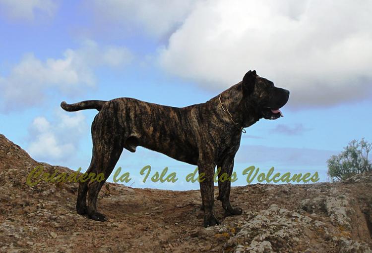 Dogo Canario. Faraon De La Isla De Los Volcanes con 17 meses.
