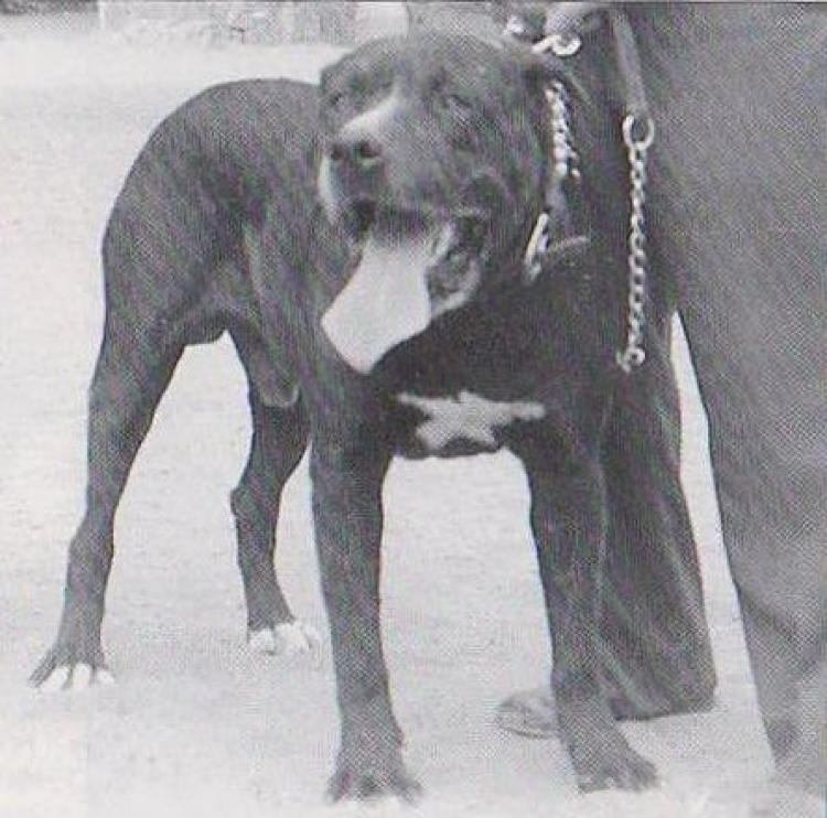 Dogo Canario. Fotos Historicas. Tinto.