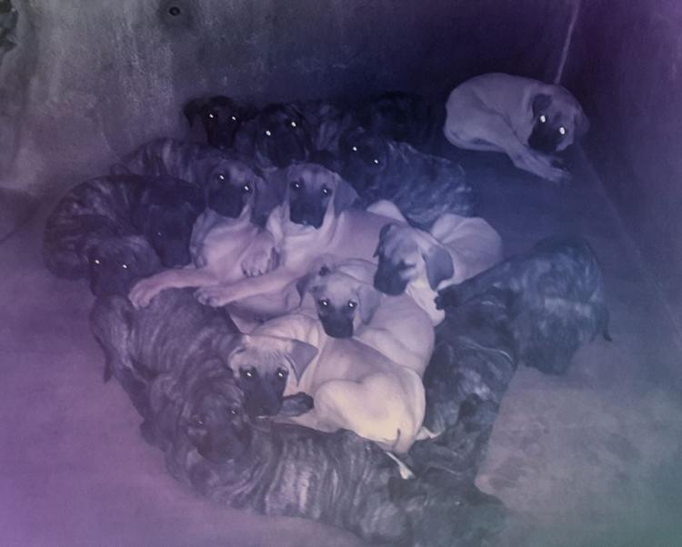 Dogo Canario. Camada 2016.