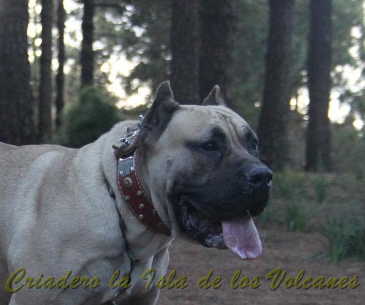Dogo Canario. Vicky De La Isla De Los Volcanes con 15 meses.