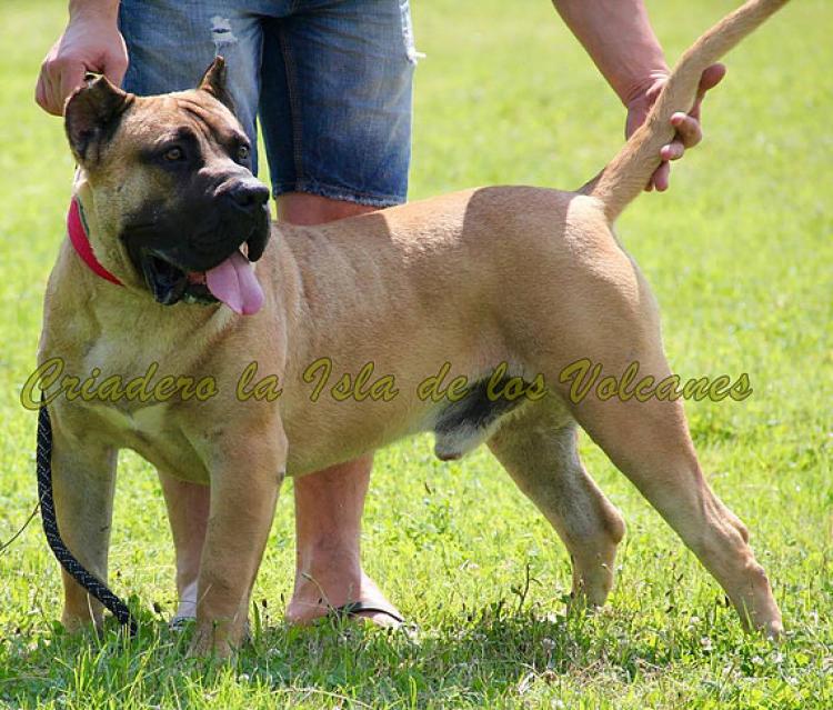 Dogo Canario. Hitler De La Isla De Los Volcanes.