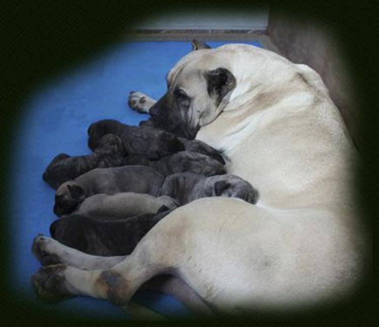 Dogo Canario. Camada Q2.
