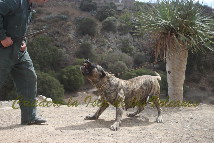 Dogo Canario. Faina De La Isla De Los Volcanes. Prueba de Caracter.
