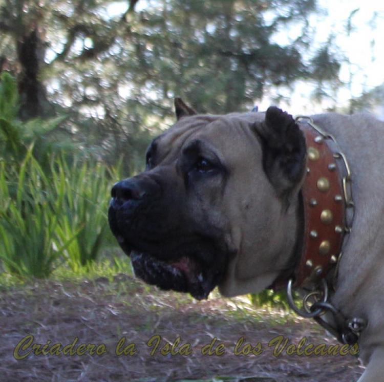 Dogo Canario. Vicky De La Isla De Los Volcanes.
