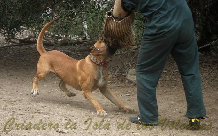 Dogo Canario. Tajan De La Isla De Los Volcanes.