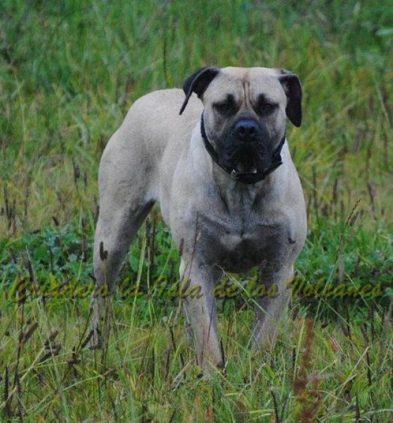 Dogo Canario. Temisa De La Isla De Los Volcanes.