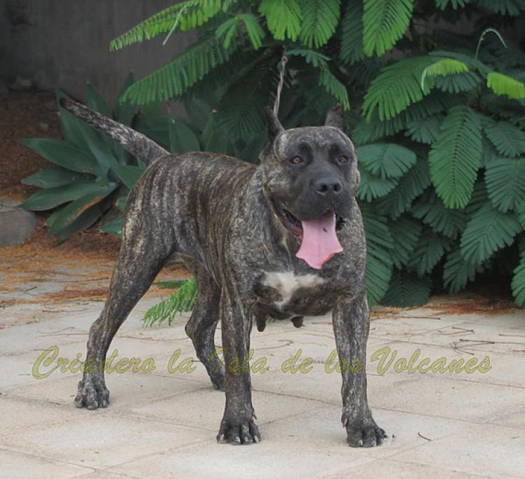 Dogo Canario. Cora De La Isla De Los Volcanes con 3 años.