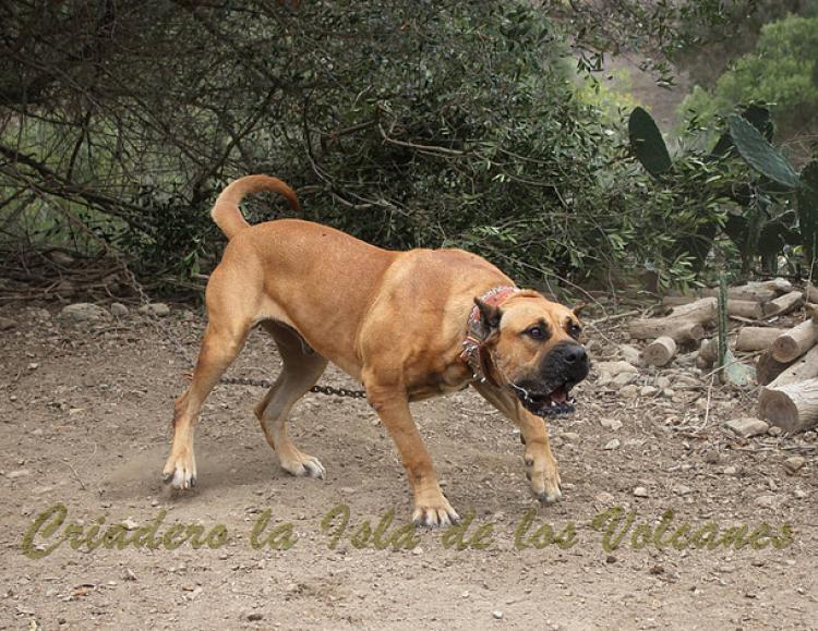 Dogo Canario. Tajan De La Isla De Los Volcanes.