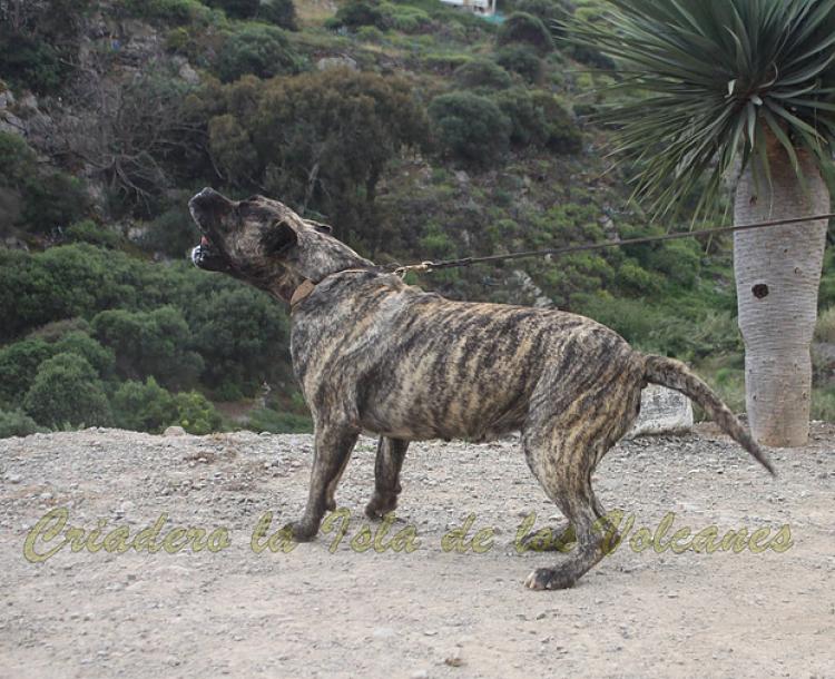 Dogo Canario. LLAIMA DE LA ISLA DE LOS VOLCANES con 20 meses.