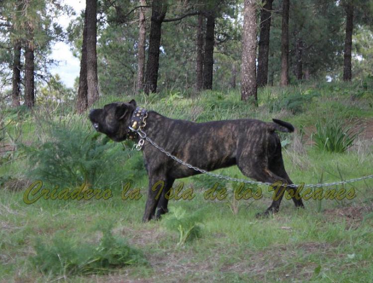Dogo Canario. FRANCO DE LA ISLA DE LOS VOLCANES.